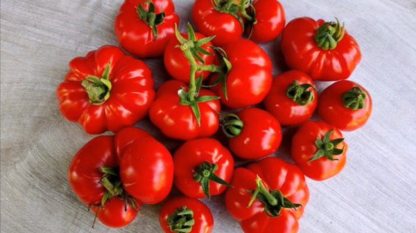 costoluto fiorentino tomatoes