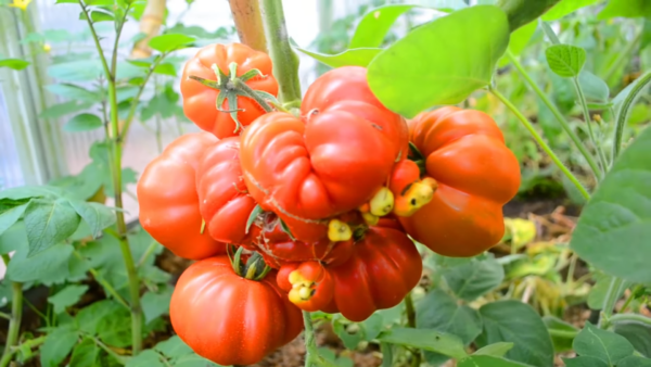 costoluto genovese tomatoes