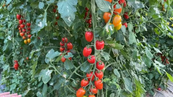 datterino tomatoes growing on the vine