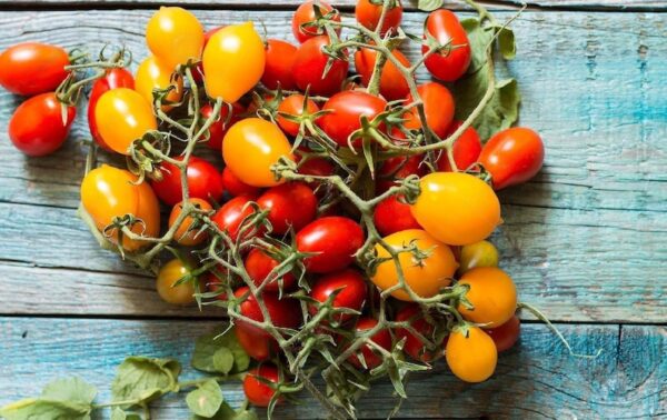 piennolo tomatoes harvested