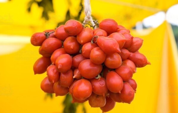 piennolo del vesuvio tomatoes hanging in a bunch