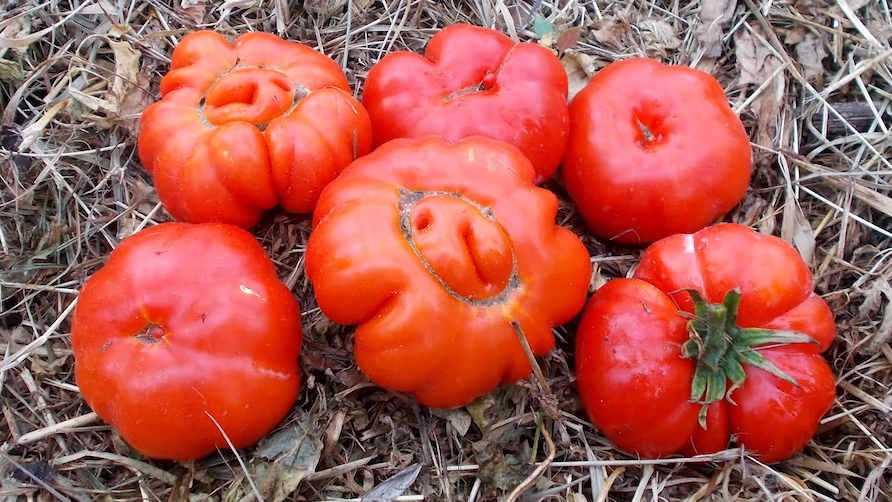 Know Your Italian Tomatoes: Costoluto Genovese & Costoluto Fiorentino