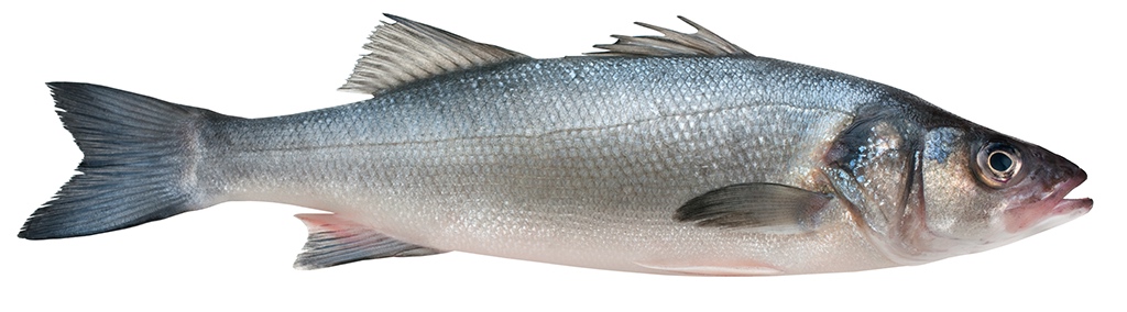 european sea bass